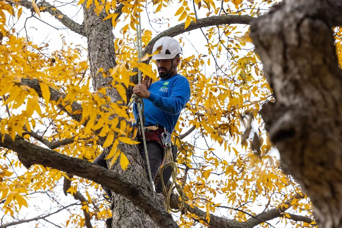 Skilled Tree Pruning crew working in Alborn